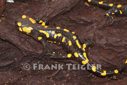 Image of Common Fire Salamander