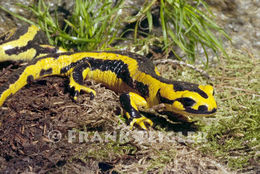 Image de <i>Salamandra salamandra fastuosa</i>