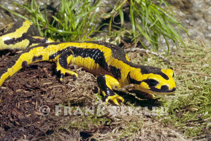 Image of <i>Salamandra salamandra fastuosa</i>