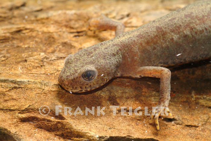 Image of Alpine Newt