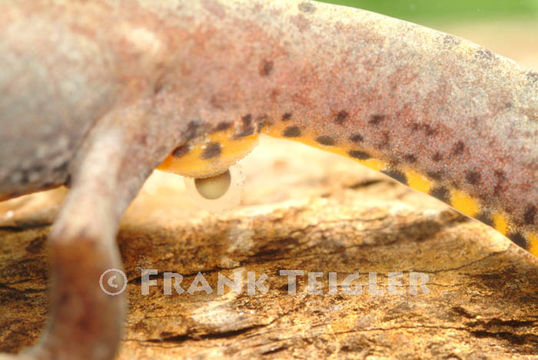 Image of Alpine Newt