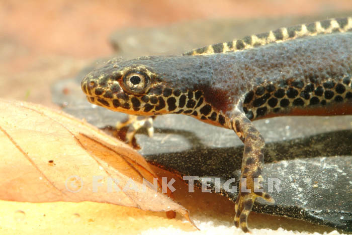 Image of Alpine Newt