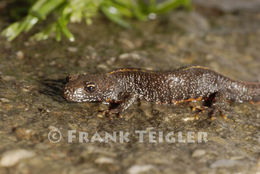 Image of Danube Crested Newt