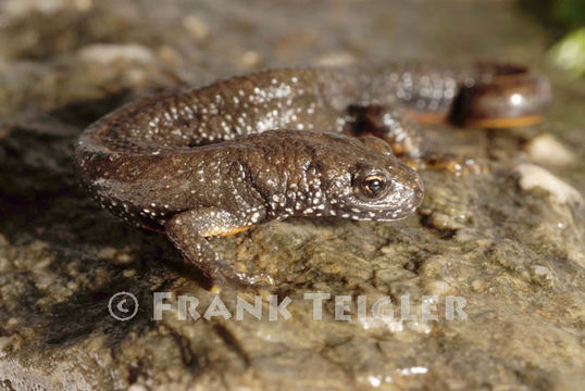 Image of Danube Crested Newt