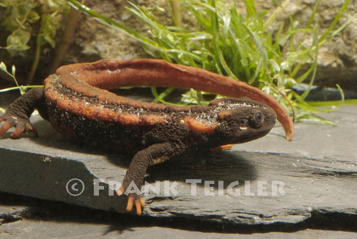 Image of Kweichow crocodile newt