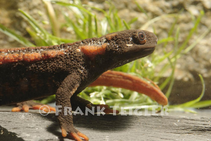 Image of Kweichow crocodile newt