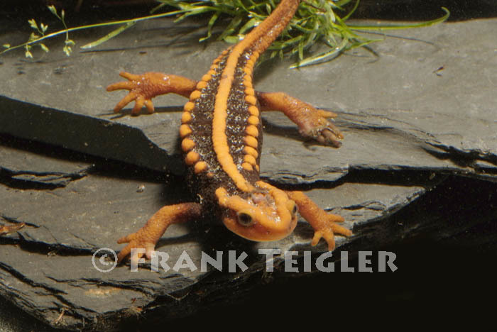 Image of Emperor newt