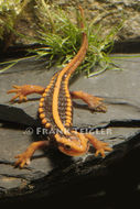 Image of Emperor newt