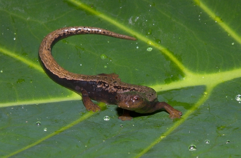 Image of Yarmal Mushroomtongue Salamander