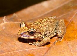 Image of Pristimantis permixtus (Lynch, Ruiz-Carranza & Ardila-Robayo 1994)