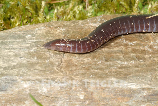 Image of Gaboon Caecilian