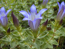 Image of Bog Gentian