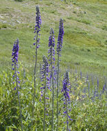 Sivun Delphinium glaucum S. Wats. kuva