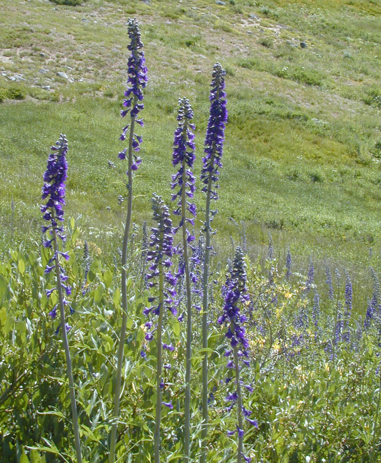 Image of Sierra larkspur