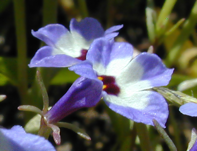 Image de Downingia concolor Greene