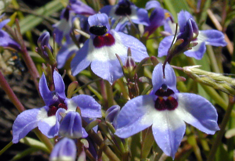 Image of maroonspot calicoflower