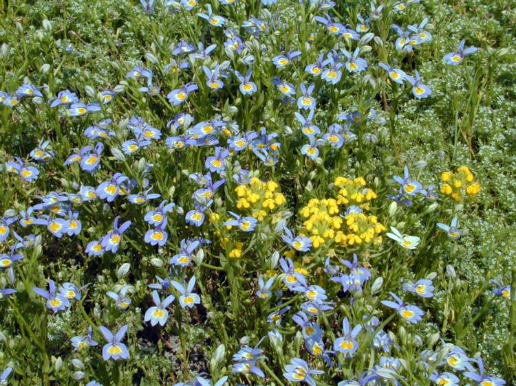 Image of Bach's calicoflower
