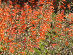 Image of Scarlet Gilia