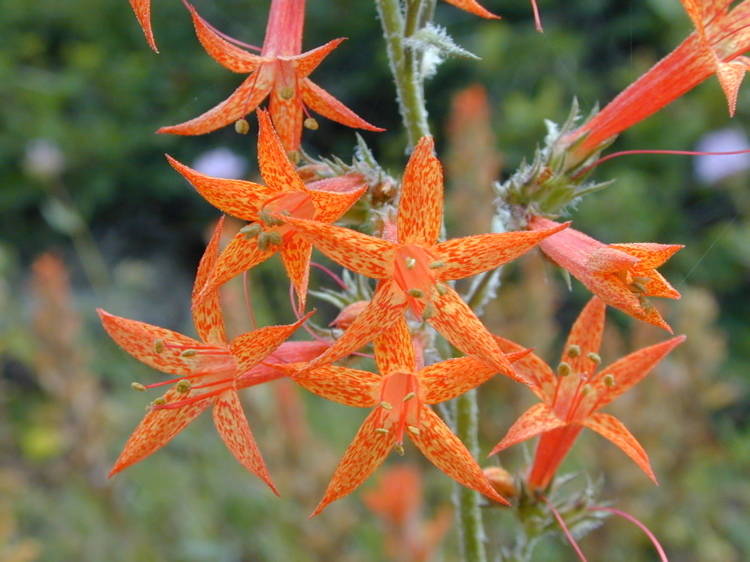 Image of Scarlet Gilia