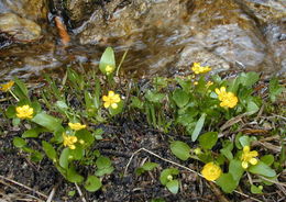 Image of plantainleaf buttercup