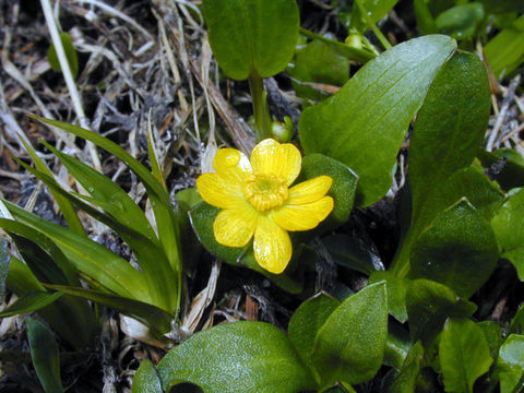 Image of plantainleaf buttercup