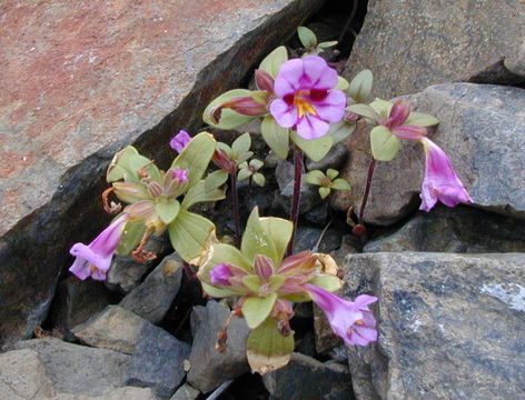 Image of <i>Mimulus nanus</i>