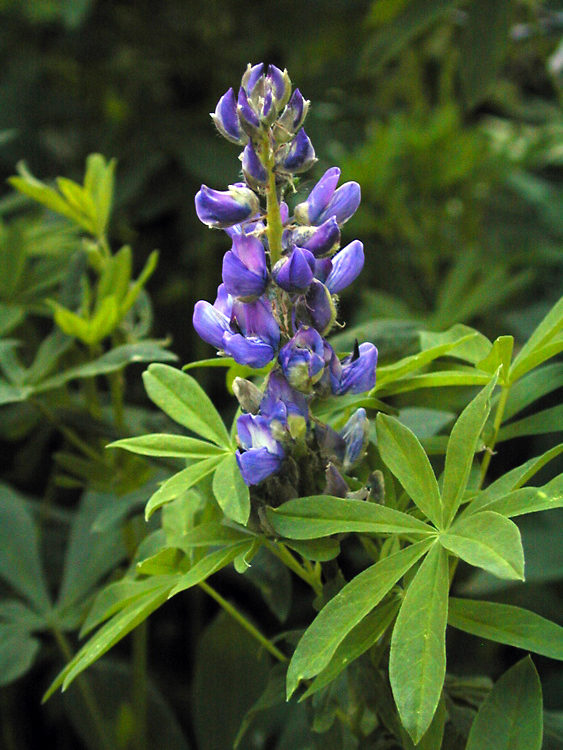 Image of big-leaved lupine