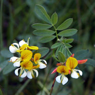 Image de Hosackia oblongifolia Benth.
