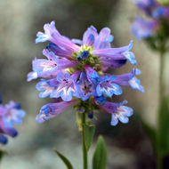 Image of littleflower penstemon