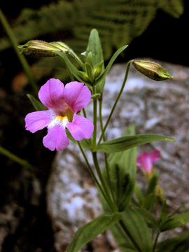 Image of <i>Mimulus lewisii</i>