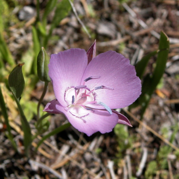 Calochortus nudus S. Watson的圖片