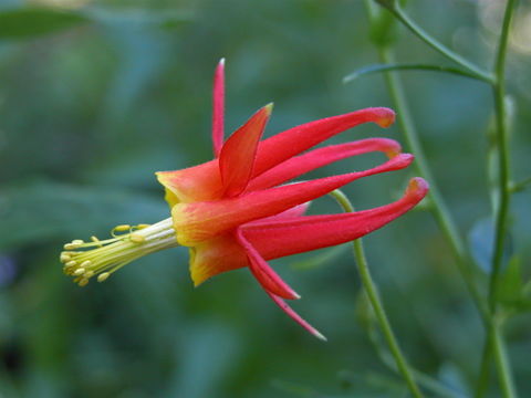 Image of western columbine