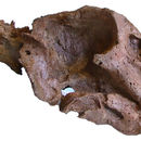 Image of Lystrosaurus