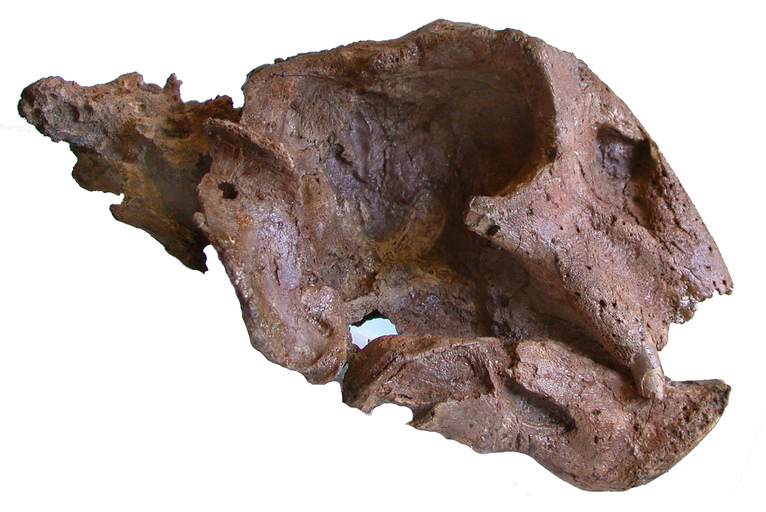 Image of Lystrosaurus