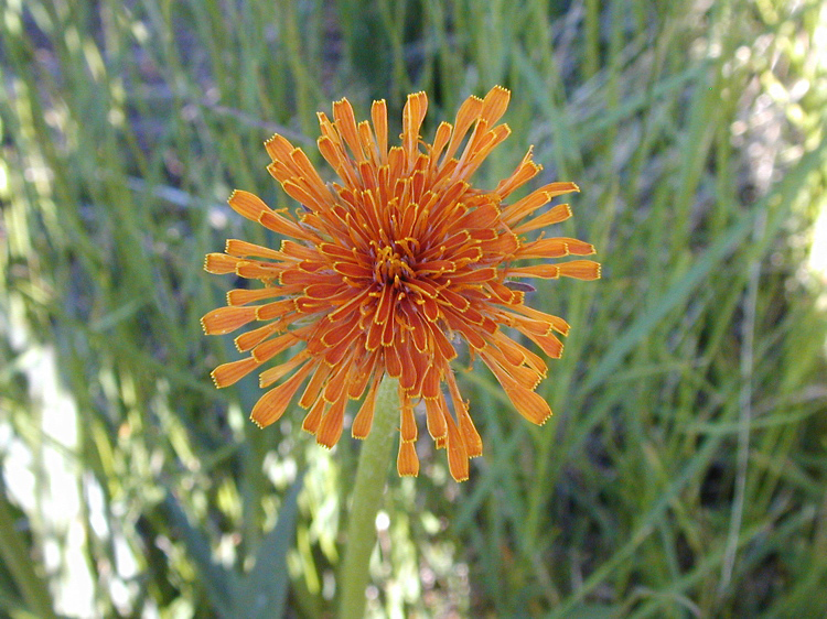 Image of orange agoseris