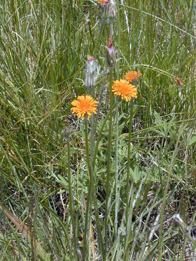 Image of orange agoseris