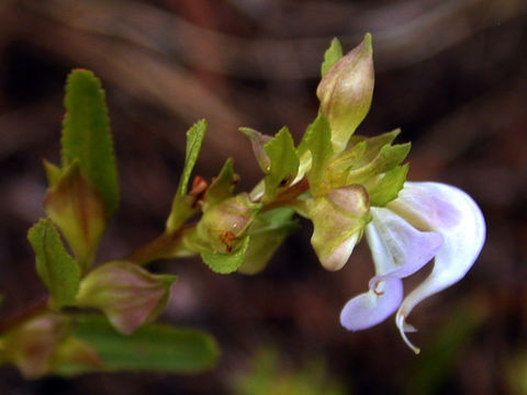 Image of sickletop lousewort