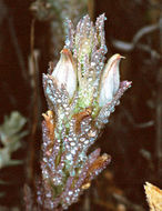 Image of <i>Cordylanthus palmatus</i>