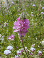 Image of Oregon checkerbloom