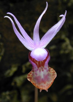 Image of Calypso orchid