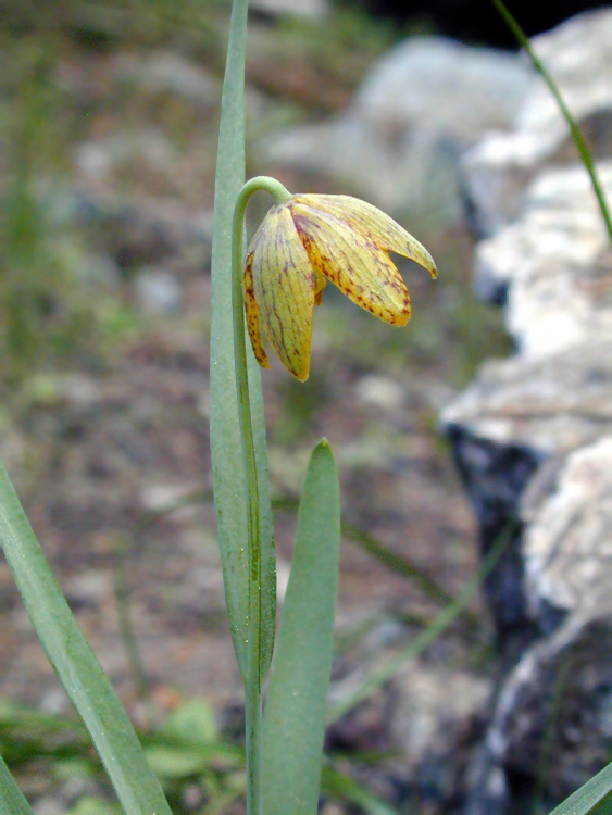 Image of spotted fritillary