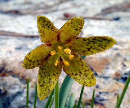 Image of spotted fritillary