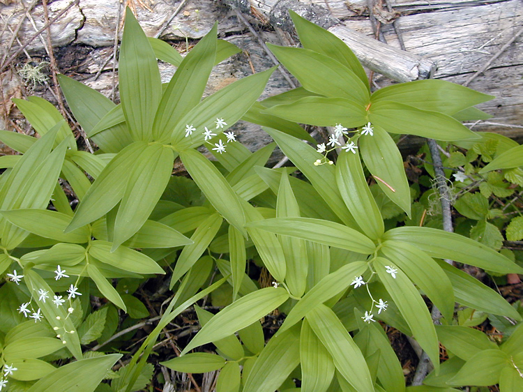 Image of starry false lily of the valley