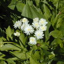 Image of bugbane