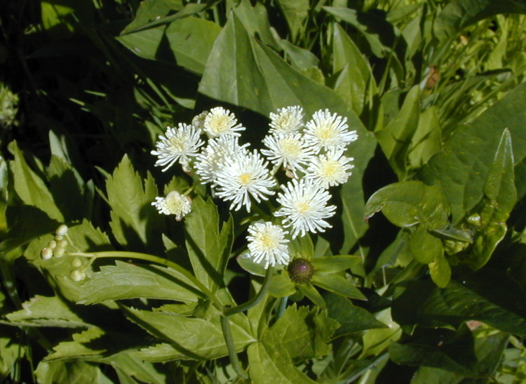 Image of <i>Trautvetteria caroliniensis</i>