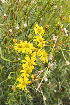 صورة Senecio inaequidens DC.