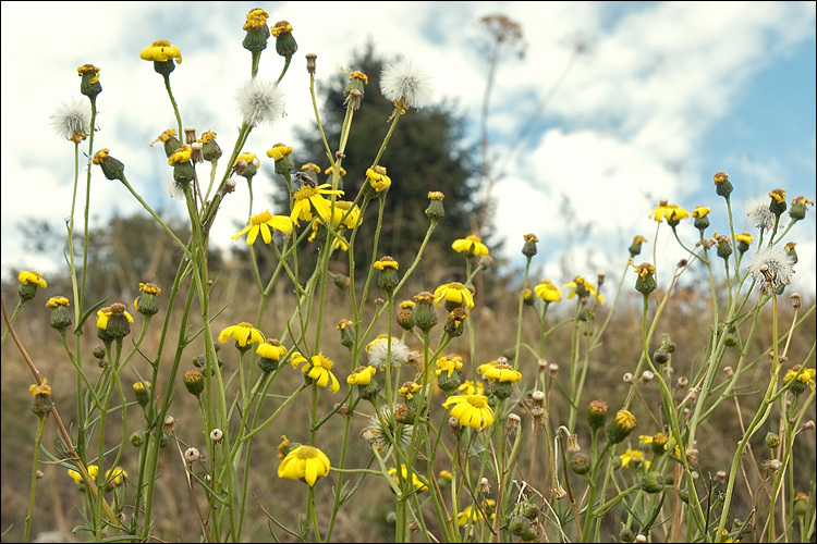 Image of narrow-leaved ragwort