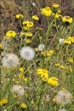 Imagem de Senecio inaequidens DC.