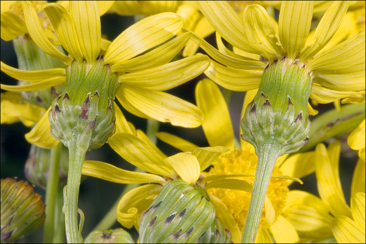 Image of narrow-leaved ragwort