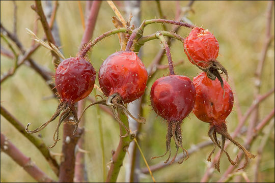 Image of Apple Rose